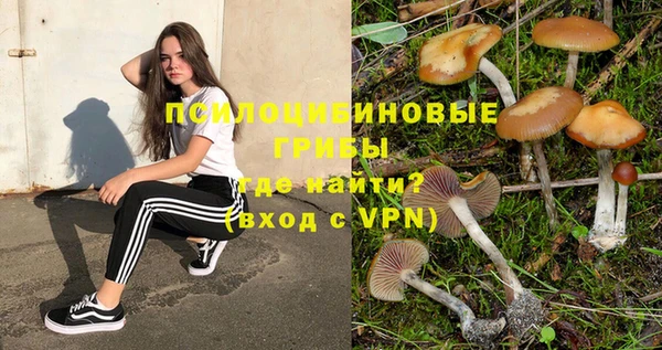 прущие грибы Вязники